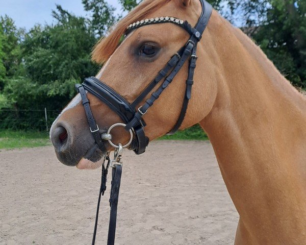 horse Bye Bye Biene (German Riding Pony, 2022, from Dropje voor Dropje)