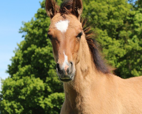 Fohlen von Nordstern (Deutsches Reitpony, 2025, von Neverland WE)
