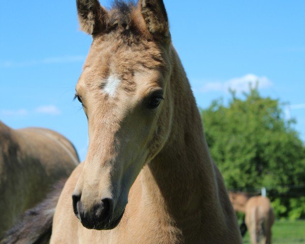 foal by Stute von Dropje voor Dropje / Hesselteichs Grimaldi (German Riding Pony, 2025, from Dropje voor Dropje)