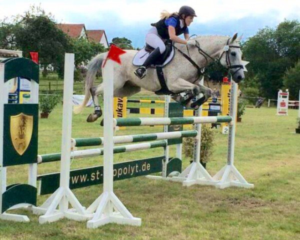 Springpferd Chico 666 (Deutsches Reitpony, 2000, von Chantre B)