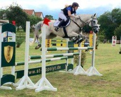 jumper Chico 666 (German Riding Pony, 2000, from Chantre B)