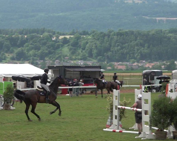 Reitturnier Büren an der Aare 2025