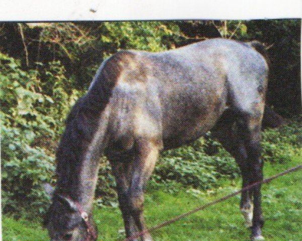 horse Pierino (Westphalian, 2002, from Popcorn)