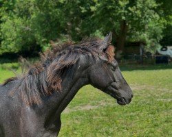 horse Hengst von Propriano de L'Ebat / Bonaparte N AA (Westphalian, 2024, from Propriano de l‘Ebat)