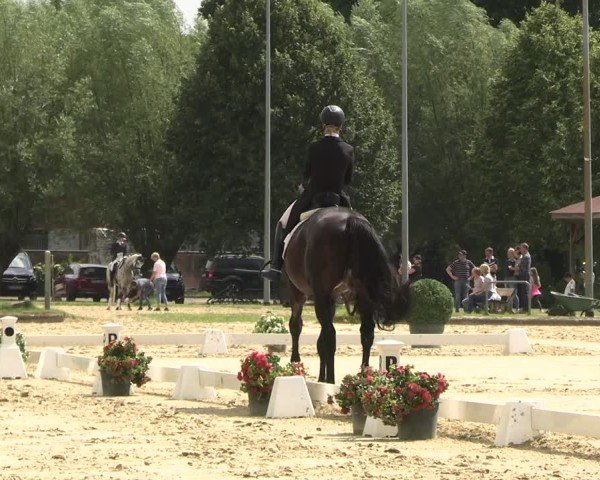 Reitturnier Münster-Roxel 2025