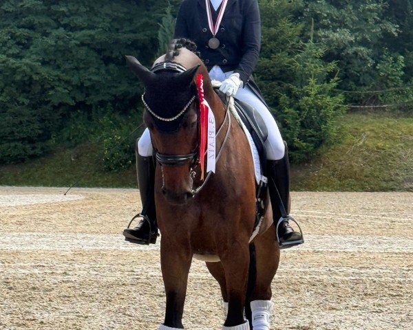 dressage horse Zick Zack 11 (German Sport Horse, 2017, from Birkhof's Zalando OLD)