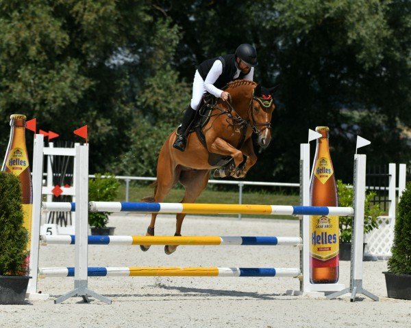 jumper Cool Michl (German Warmblood, 2019, from Coreggio)