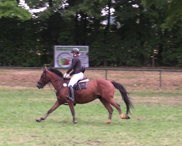 Reitturnier Limbach-Oberfrohna 2025