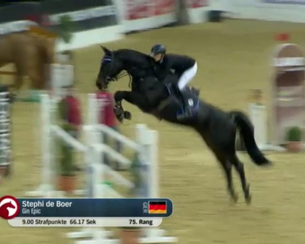 jumper Gin Epic (Oldenburg show jumper, 2010, from Grasco)