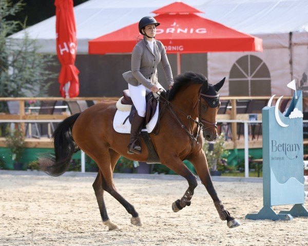 jumper Matida (Oldenburg show jumper, 2020, from Manchester van't Paradijs)