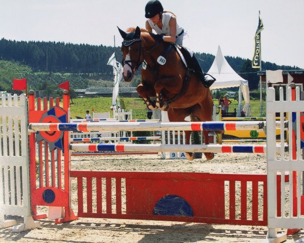 Springpferd Little Zita (Oldenburger, 2005, von Ludwig von Bayern 168 FIN)