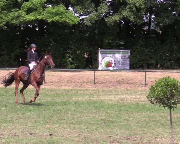 Reitturnier Limbach-Oberfrohna 2025