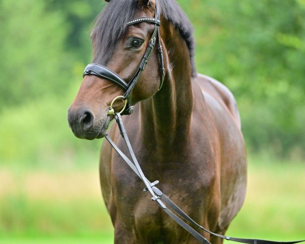 horse Ibiza Boy (Oldenburg, 2020, from Asgard's Ibiza)