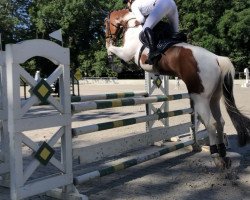 jumper Chico 978 (German Sport Horse, 2013, from Casskeni II)