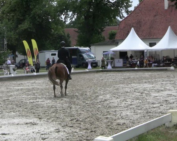 Reitturnier Redefin 2025