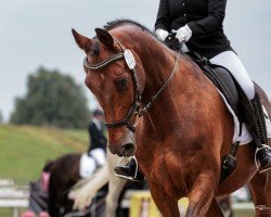 dressage horse Ras al Gethi M de Satin (Württemberger, 2004, from Royaldik)