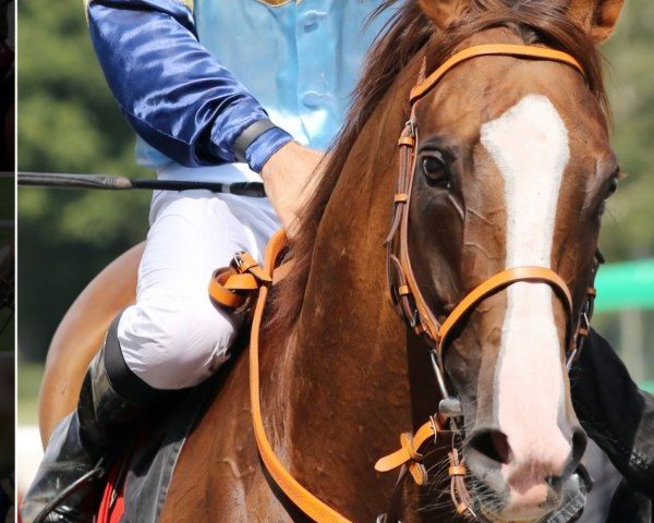horse Sun at Work (Thoroughbred, 2012, from Areion xx)