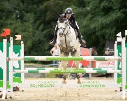 Springpferd Charlston GS (Deutsches Sportpferd, 2019, von Calidrio)