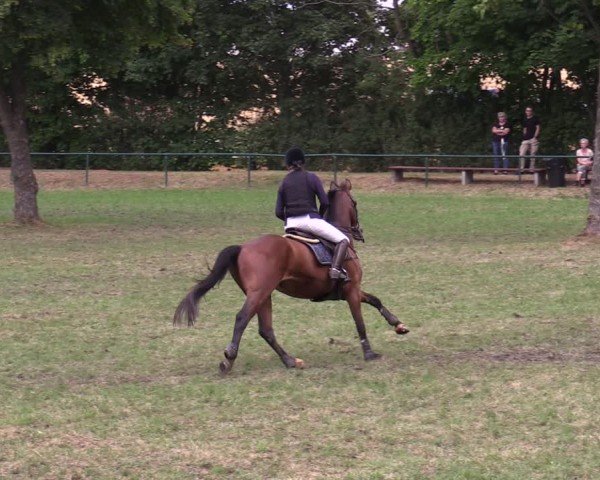 Reitturnier Limbach-Oberfrohna 2025