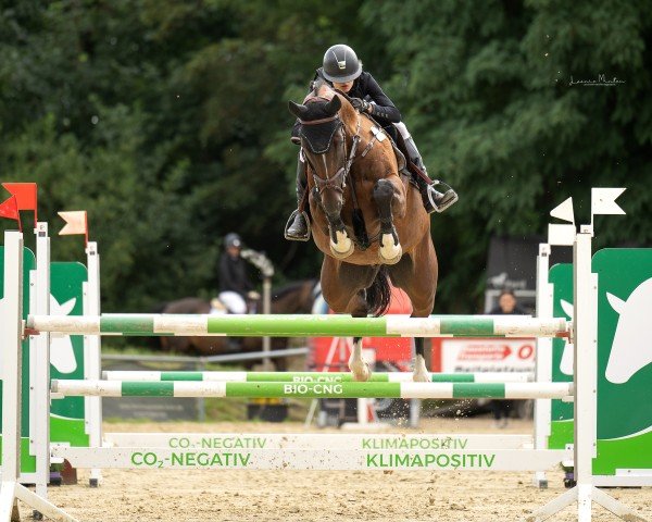 jumper Qualm (Hanoverian, 2018, from Qualito)