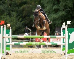 jumper Qualm (Hanoverian, 2018, from Qualito)