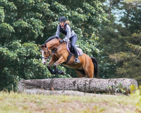 jumper Chinzanos Socke (German Riding Pony, 2010, from Ginger 556)