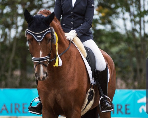 dressage horse Sotavento 3 (Westphalian, 2013, from Sir Heinrich OLD)