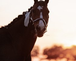 Zuchtstute Nelleke 6 (Nederlands Appaloosa Pony, 2012)