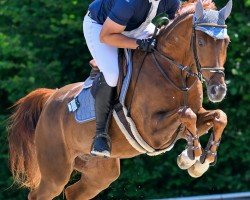 Springpferd Casablanca Blue PS (unbekannt, 2020)