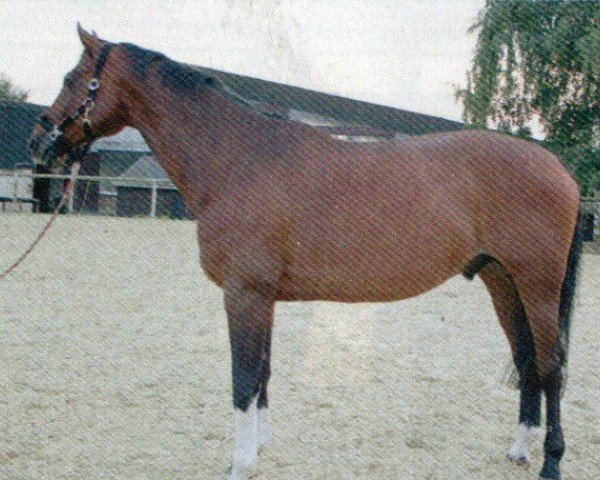 jumper Accardo 3 (Hanoverian, 2002, from Adlantus As FRH)