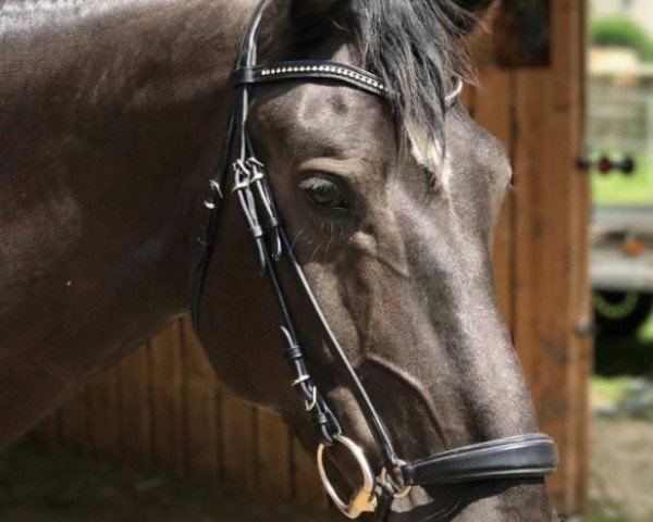 dressage horse Einstein (Thuringia, 2011, from Empire)