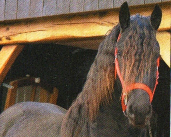dressage horse Epke Fan it Alde Honk (Friese, 2009, from Beintse)