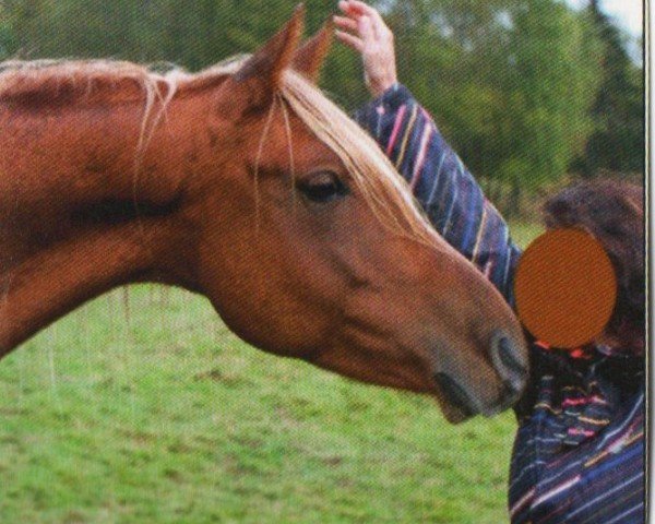 horse Sandokan (Arabian, 2008, from GR Faleeh EAO)