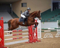 jumper Chakola (South African Warmblood, 2013, from Chaka D)