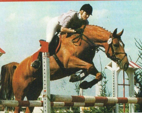 horse Santano 71 (Hanoverian, 1996, from Spartan)