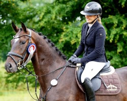 jumper Degusto 3 (Hanoverian, 2021, from Diacontinus)