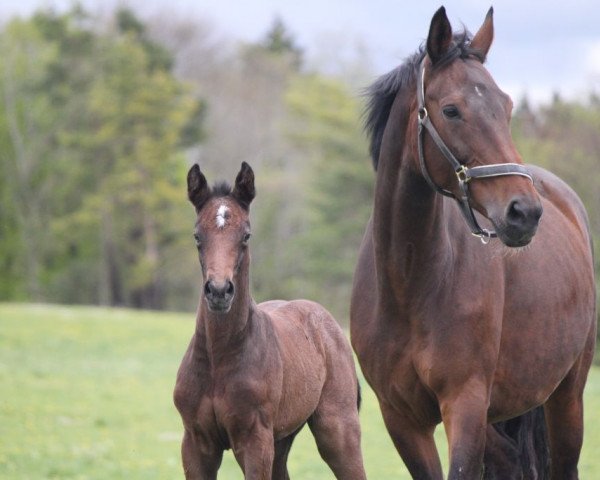 broodmare Boundless (Hanoverian, 2015, from Bonaparte N AA) broodmare Boundless (Hanoverian, 2015, from Bonaparte N AA)