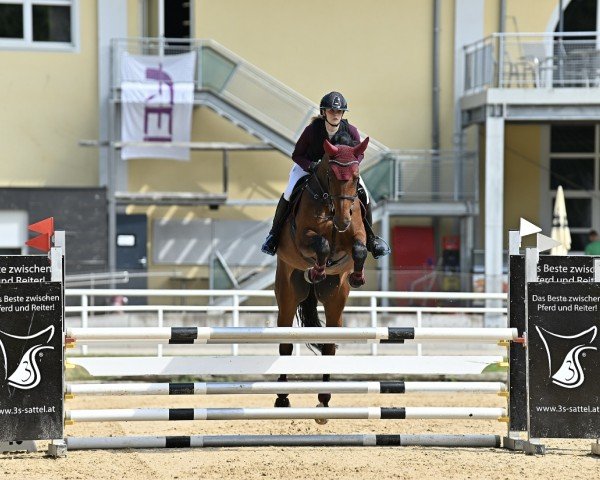 Springpferd Elena 14 (Deutsches Sportpferd, 2015, von Adagio de Talma)