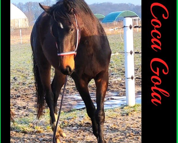 Zuchtstute SR - Coca Cola (Hannoveraner, 2022, von Grey Top)