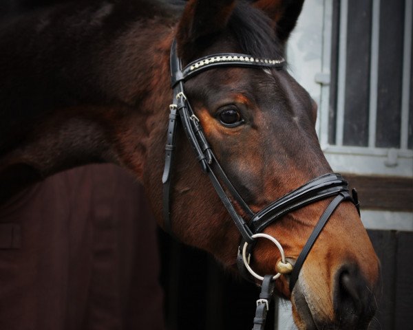 dressage horse Jazz-Dance 2 (Oldenburg, 2005, from Jazz Time)