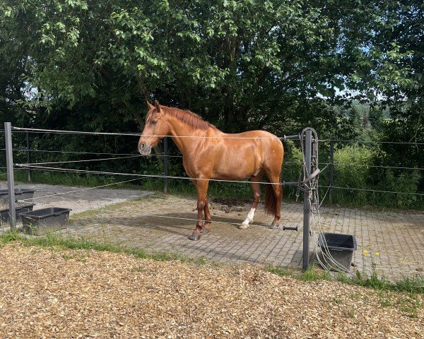 Springpferd Valero 21 (Pura Raza Espanola (PRE), 2008, von Valero S.G.)