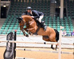 jumper Sassou (Westphalian, 2017, from Stolzenberg)