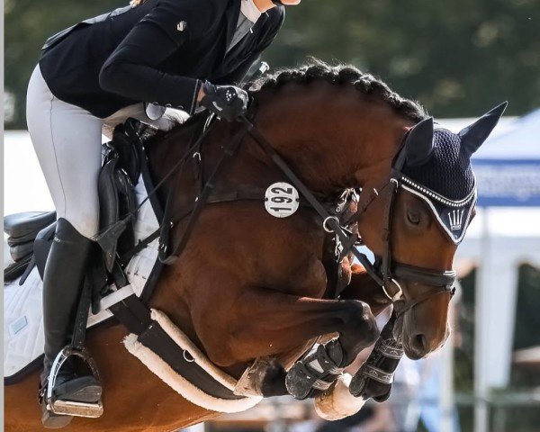 Springpferd Coer Noblesse (Deutsches Reitpony, 2019, von Coer Noble)