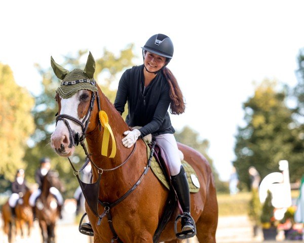 Springpferd Hotspot's Hank (Anglo Europäisches Sportpferd, 2016, von Hotspot)