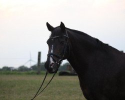 dressage horse Argentan (German Riding Pony, 2005, from Alibi)