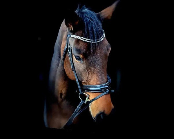 Pferd Calino du Borget (Österreichisches Warmblut,  , von Cullinan du Borget B)