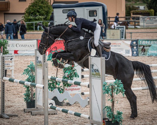 jumper Cala Blue PS (Oldenburg show jumper, 2016, from L.b. Casanova)