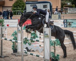 jumper Cala Blue PS (Oldenburg show jumper, 2016, from L.b. Casanova)