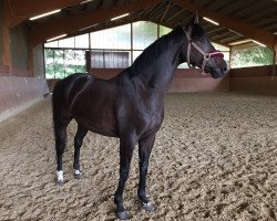 dressage horse Final Destination J (Hanoverian, 2011, from Falkenstern II)
