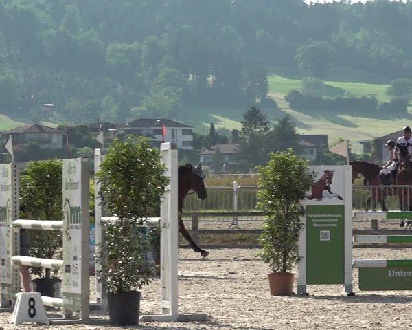 Reitturnier Hitzkirch 2025